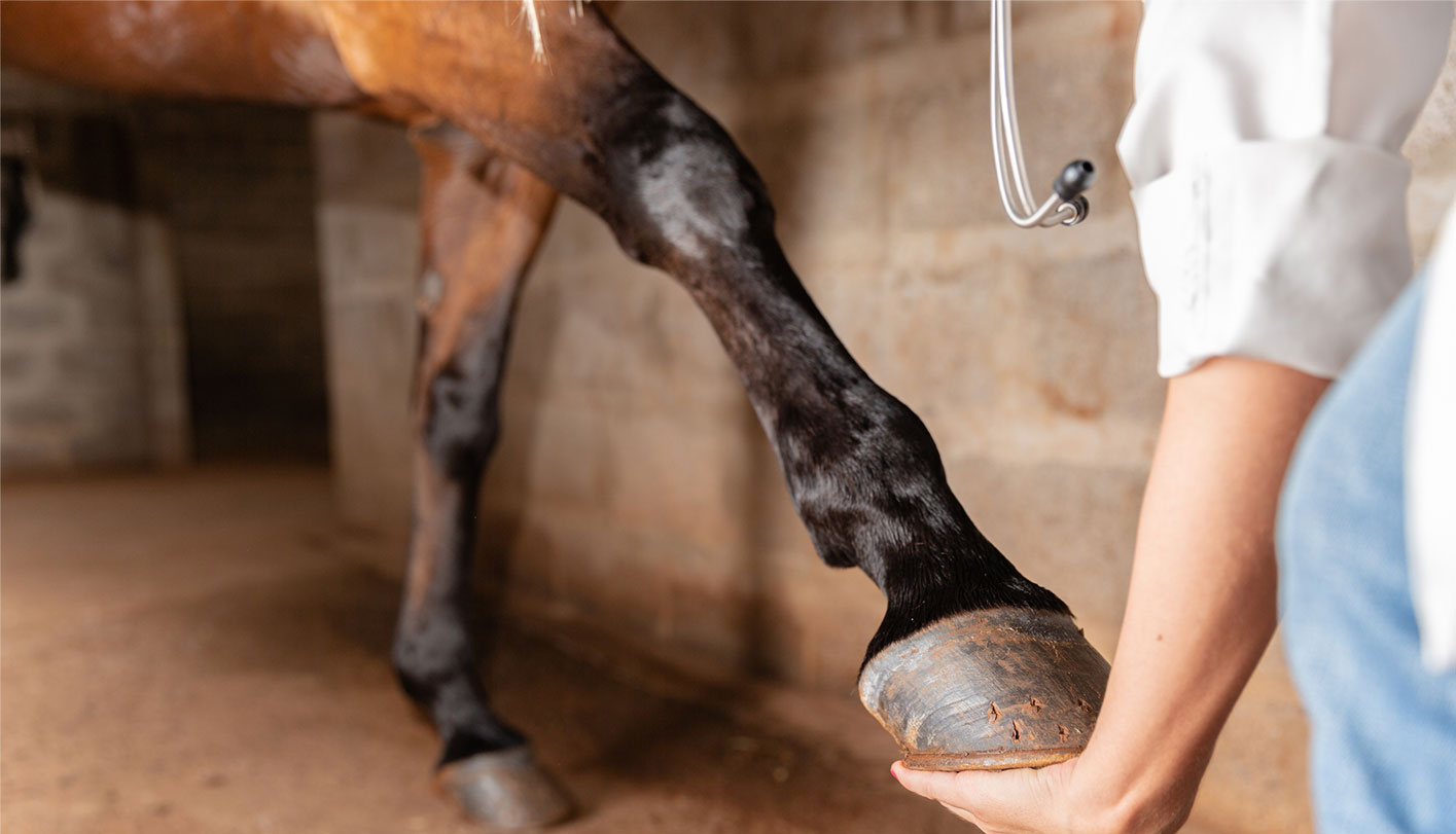 Veterinarian-examining-horse